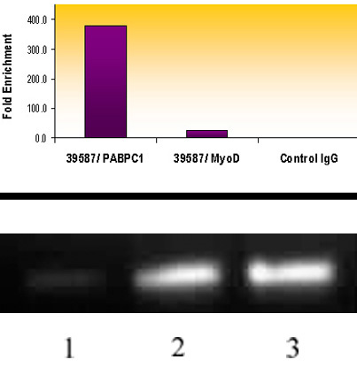 Histone H3K18ac antibody (pAb) tested by ChIP.