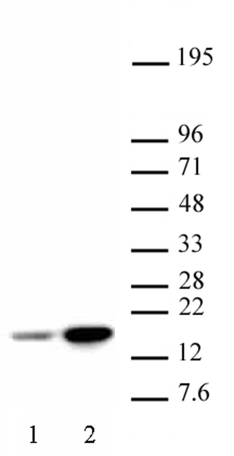 Histone H3K18ac antibody (pAb) tested by Western blot.