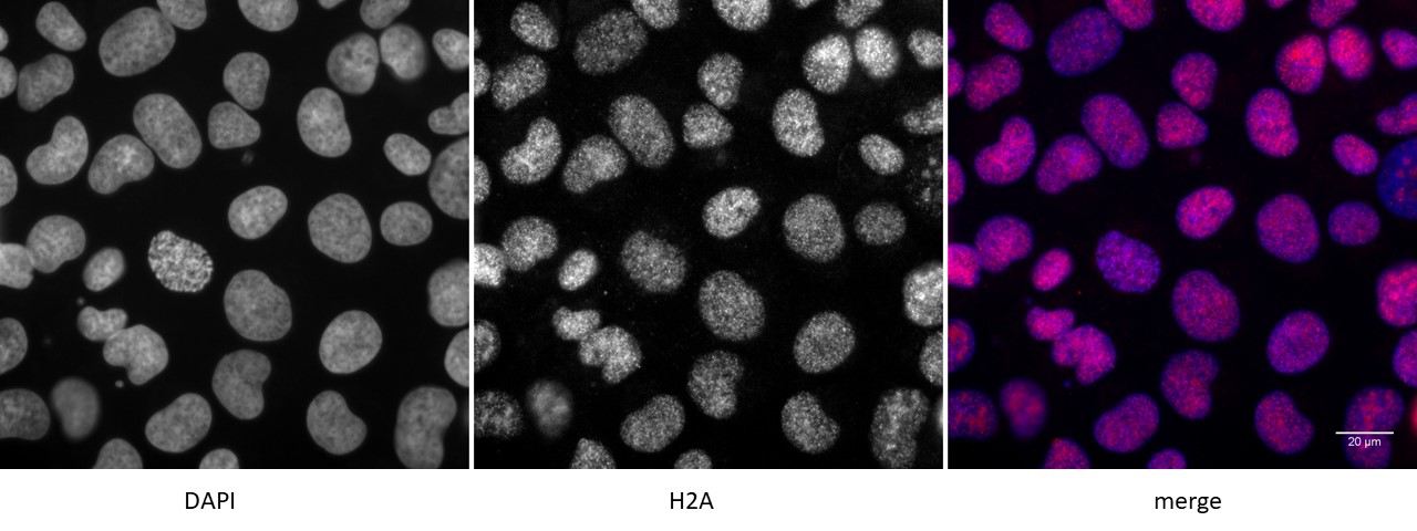 Histone H2A, C-terminal antibody (pAb) tested by immunofluorescence.