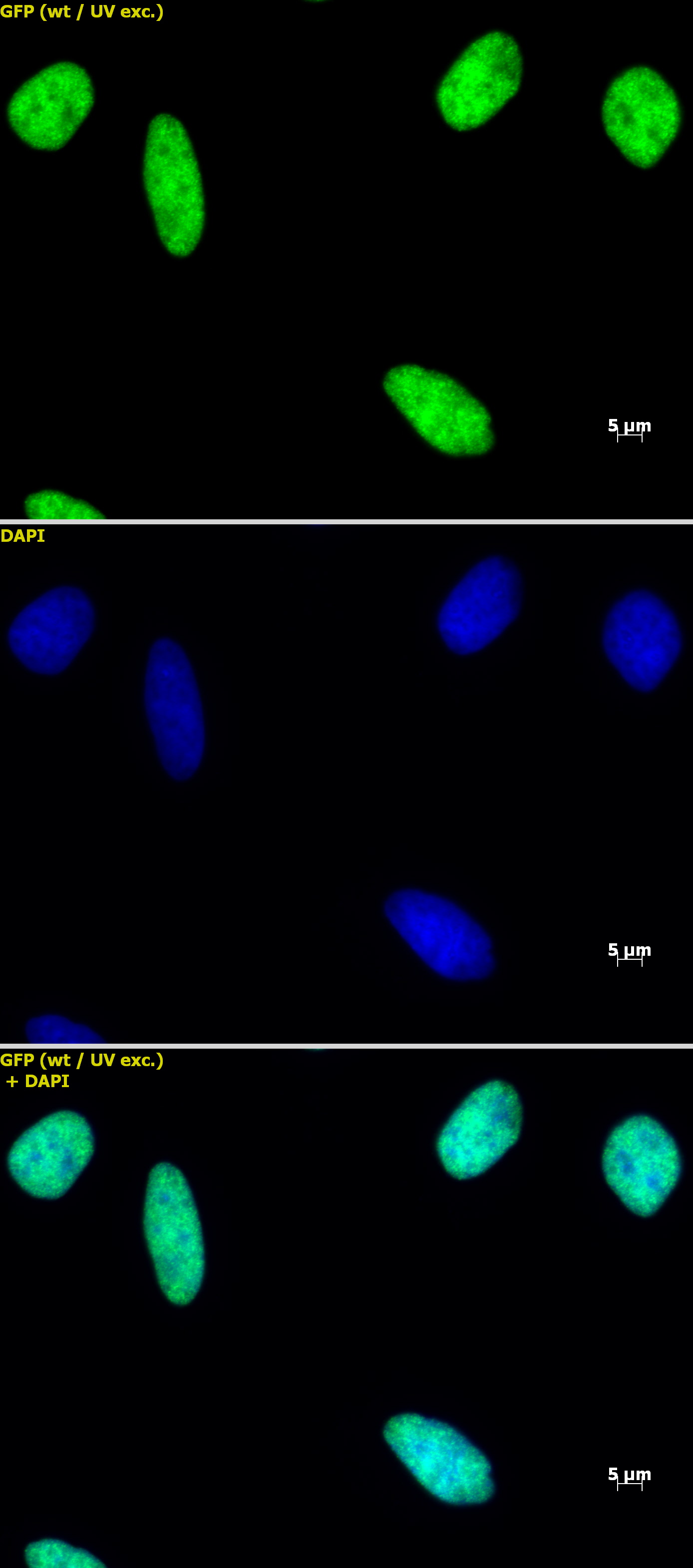 Histone macroH2A1 antibody (pAb) tested by immunofluorescence.