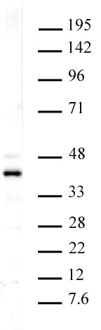 Histone macroH2A1 antibody (pAb) tested by Western blot.