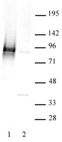 STAT3 phospho Ser727 antibody (pAb) tested by Western blot.