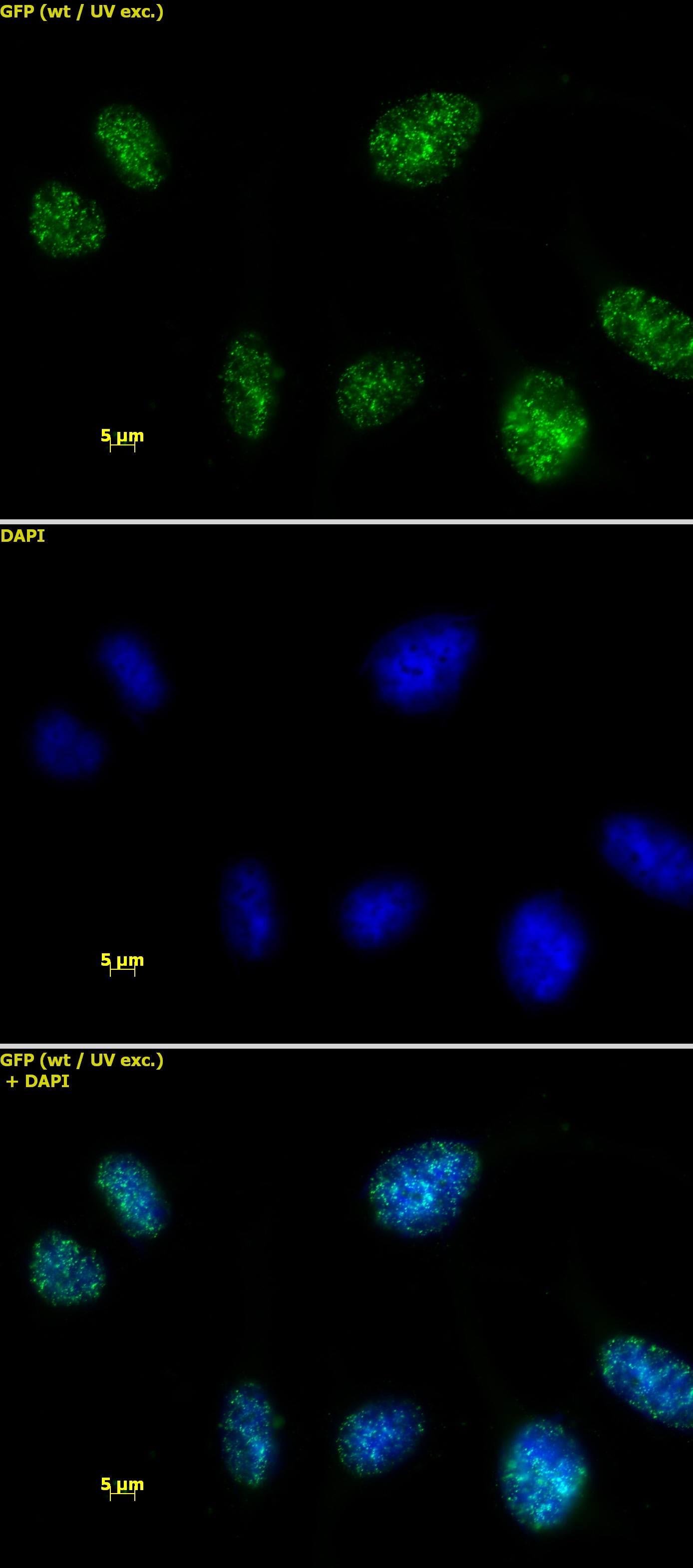 HMGA1 antibody (pAb) tested by immunofluorescence.