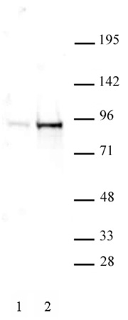 STAT5A/B phospho Tyr694/Tyr699 antibody (pAb) tested by Western blot.