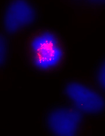 CENP-E antibody (mAb) tested by immunofluorescence.