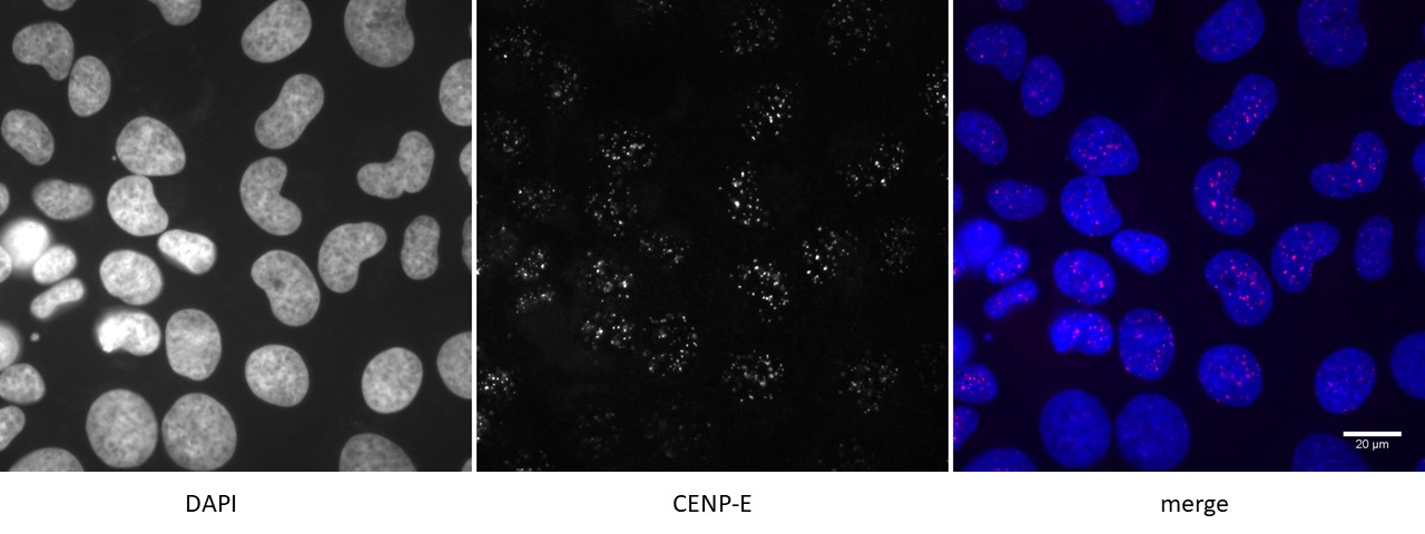 CENP-E antibody (mAb) tested by immunofluorescence.