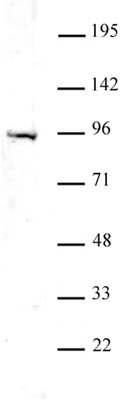 Uhrf1 antibody (pAb) tested by Western blot.