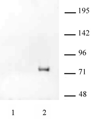 HA-Tag antibody (mAb) tested by immunoprecipitation.