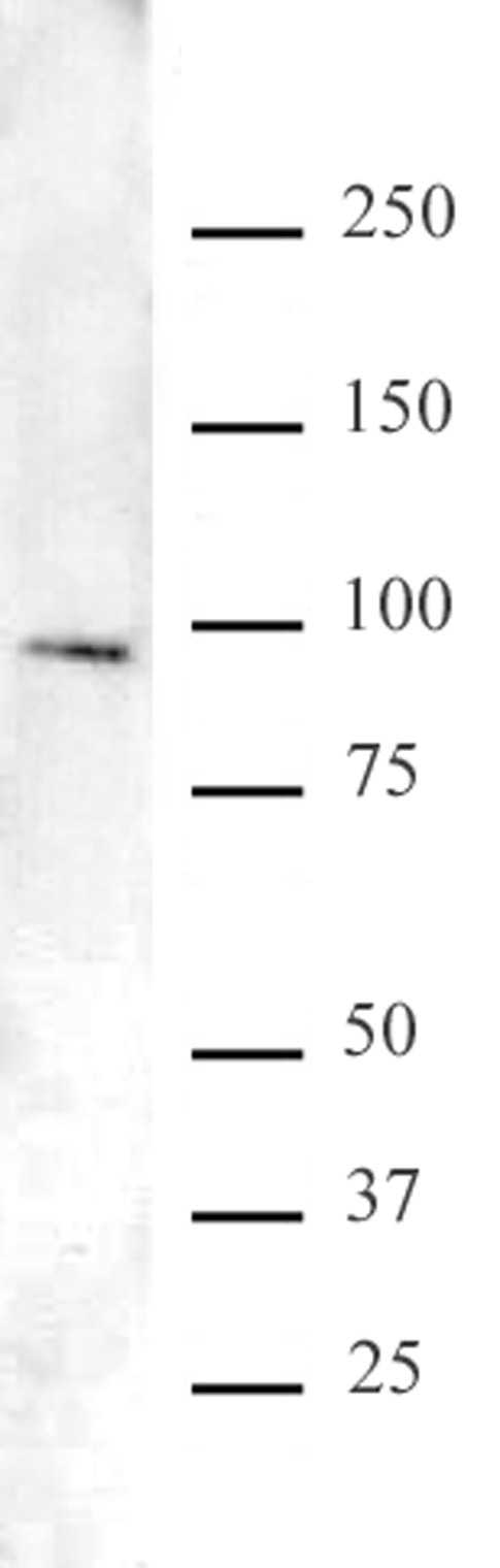 FOXO1/FKHR antibody (pAb) tested by Western blot.