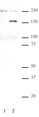 SMC1 phospho Ser957 antibody (pAb) tested by Western blot.