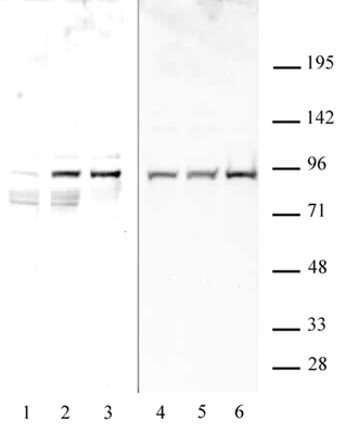 STAT1 phospho Ser727 antibody (pAb) tested by Western blot.