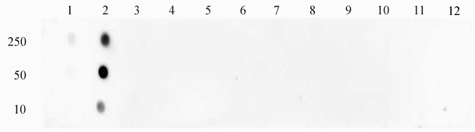 STAT1 phospho Ser727 antibody (pAb) tested by dot blot analysis.