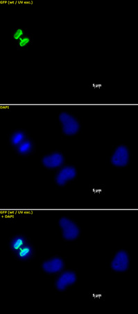 Histone H3S10ph antibody (mAb) tested by immunofluorescence.