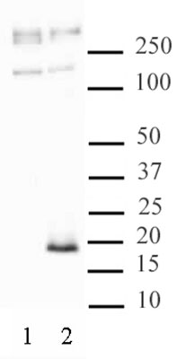 Histone H3.3S31ph antibody (pAb) tested by Western blot.