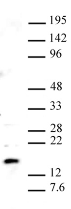 Pht1 / Histone H2A.Z antibody (pAb) tested by Western blot.