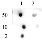 Pht1 / Histone H2A.Zac (pan-acetyl) antibody (pAb) tested by dot blot analysis.