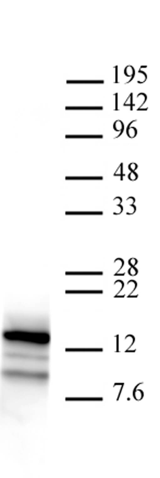 Htz1 / Histone H2A.Z antibody (pAb) tested by Western blot.
