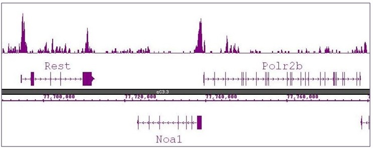 Histone H3R8me2a (asymmetric) antibody (pAb) tested by ChIP-Seq.