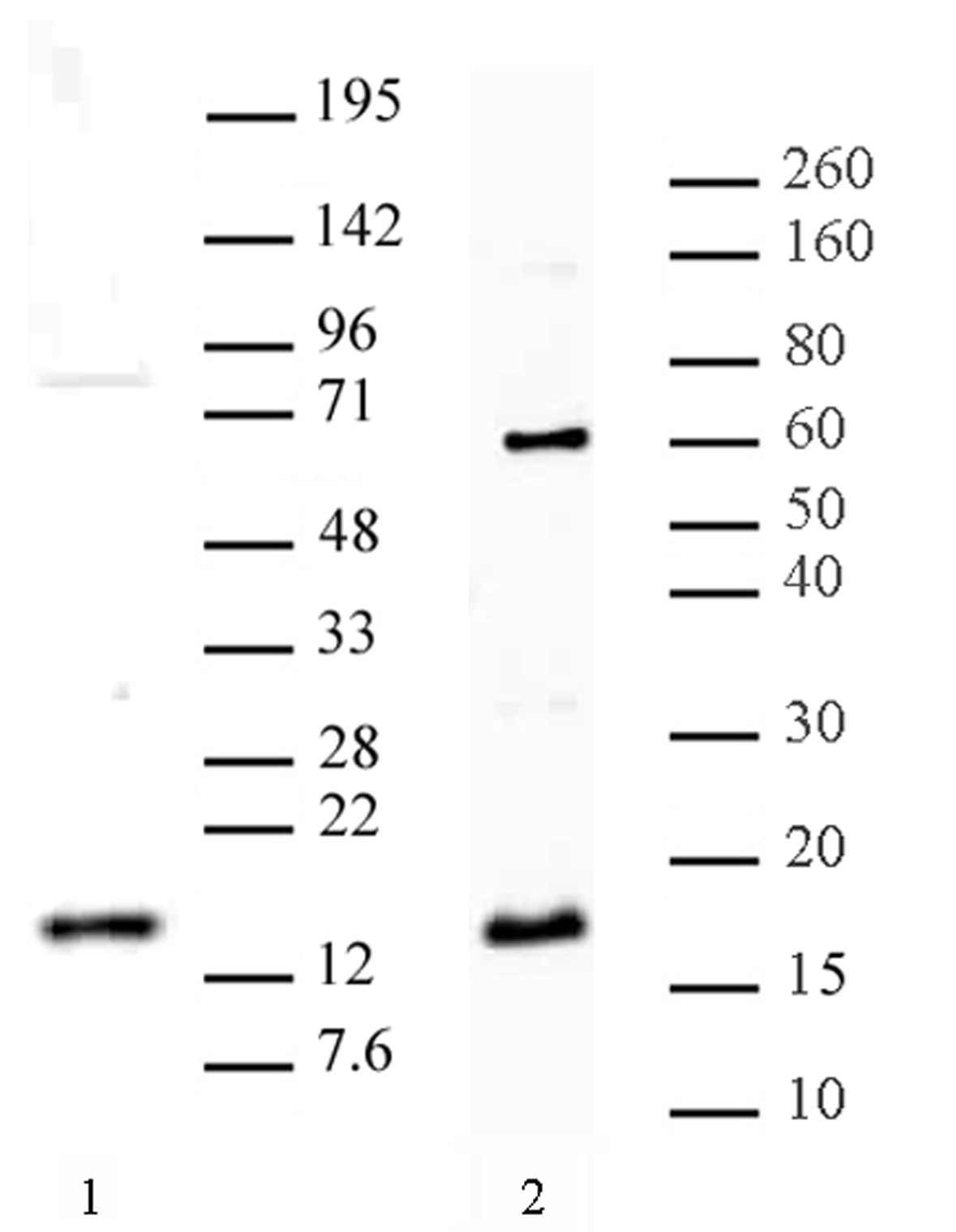 Histone H3R8me2a (asymmetric) antibody (pAb) tested by Western blot.