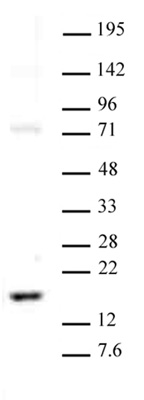 Histone H3K23me2 antibody (pAb) tested by Western blot.