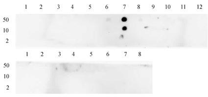 Histone H3K23me2 antibody (pAb) tested by dot blot analysis.