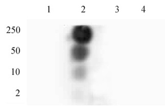 HP1 gamma phospho Ser93 antibody (pAb) tested by dot blot analysis.