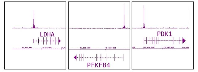 HIF-1 alpha antibody (pAb) tested by Western blot.