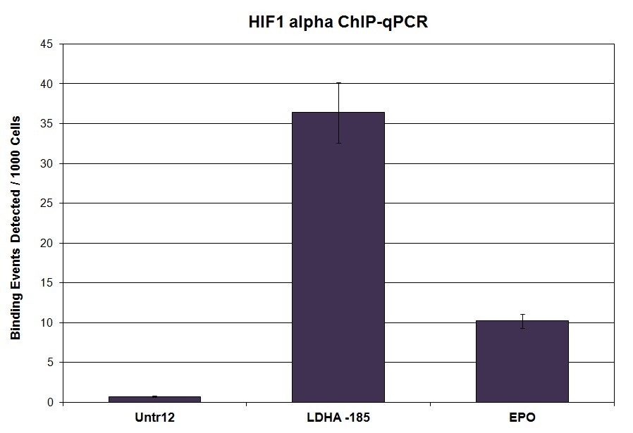 HIF-1 alpha antibody (pAb) tested by ChIP.