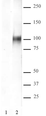 HIF-1 alpha antibody (pAb) tested by ChIP-Seq.