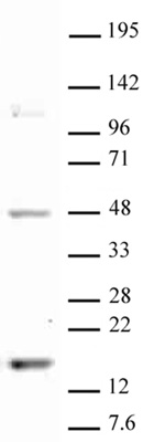 Histone H3K18me1 antibody (pAb) tested by Western blot.