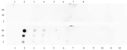 Histone H3K18me1 antibody (pAb) tested by dot blot analysis.