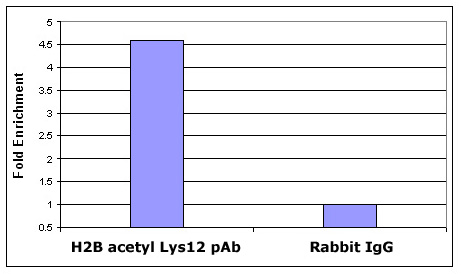 Histone H2BK12ac antibody (pAb) tested by ChIP.