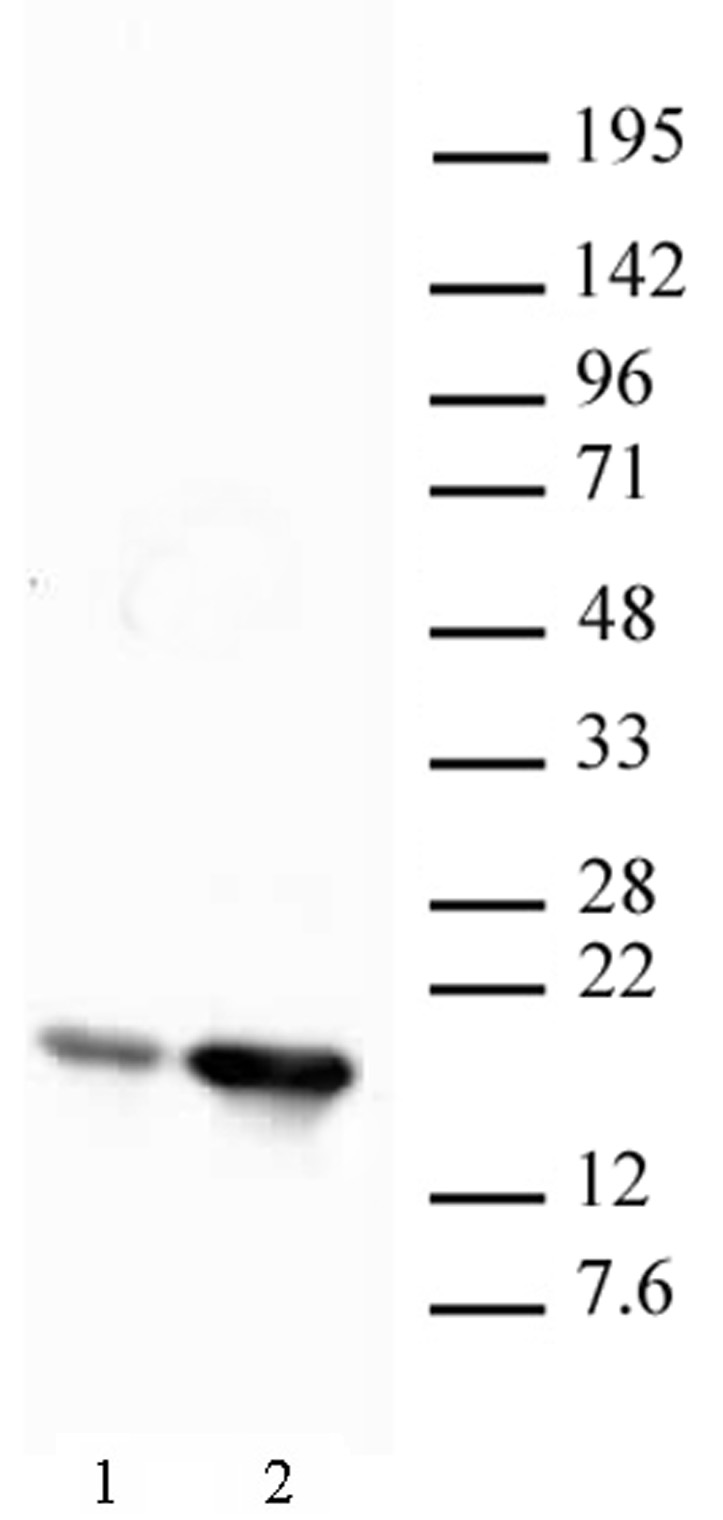 Histone H2BK12ac antibody (pAb) tested by Western blot.
