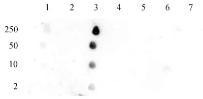 Histone H2BK12ac antibody (pAb) tested by dot blot analysis.