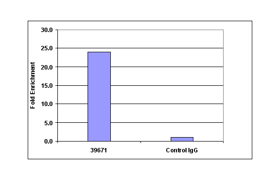 Histone H4K20me3 antibody (mAb) tested by ChIP.
