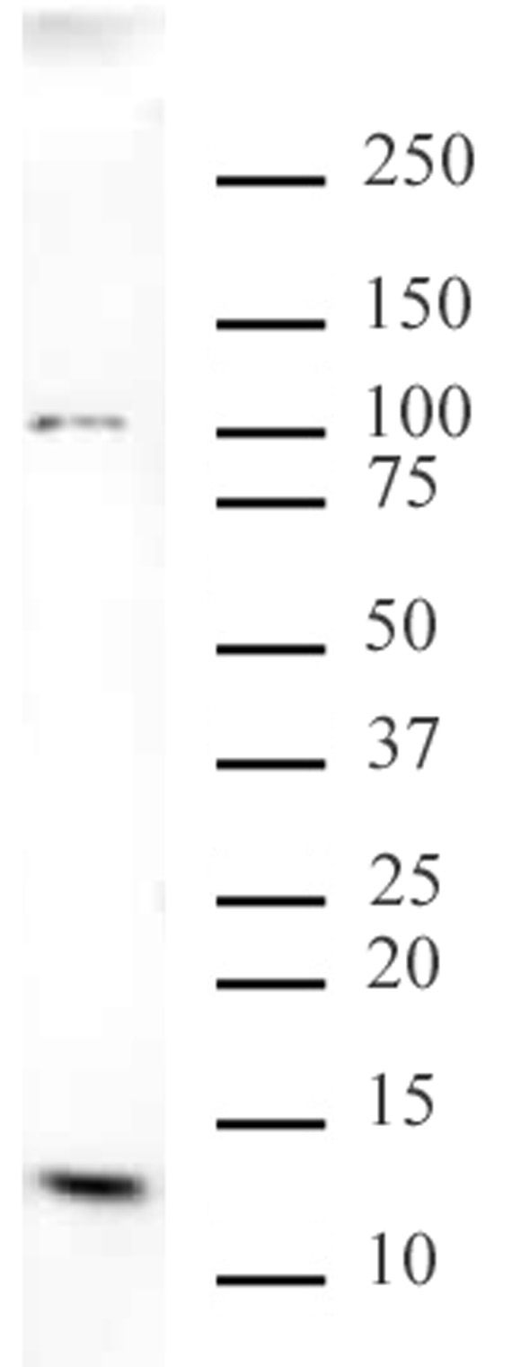 Histone H4K20me3 antibody (mAb) tested by Western blot.