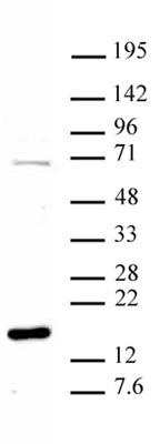 Histone H3R8me1 antibody (pAb) tested by Western blot.