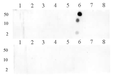 Histone H3R8me1 antibody (pAb) tested by dot blot analysis.