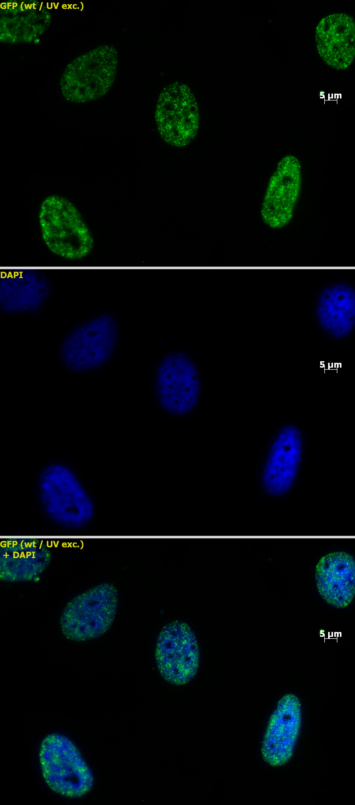 Histone H3K4me2 antibody (mAb) tested by immunofluorescence.