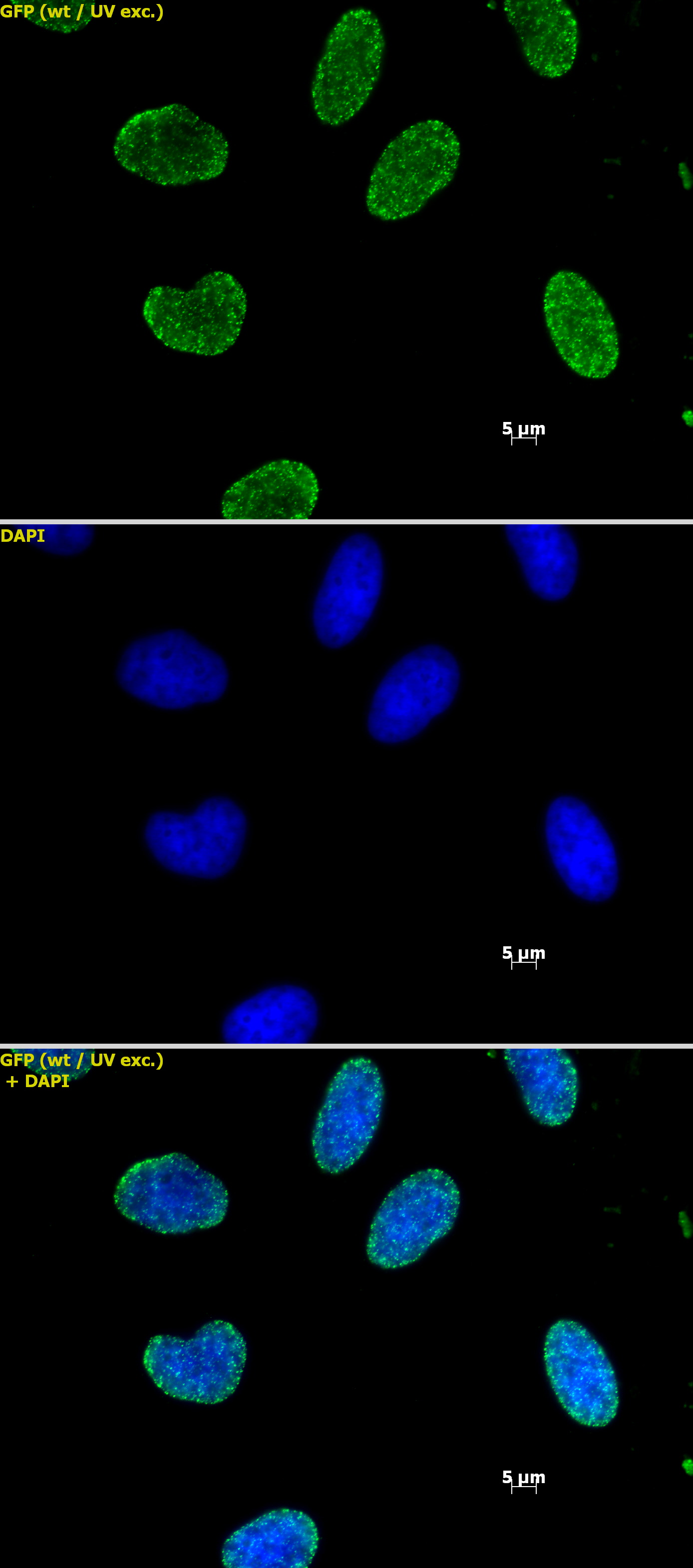 Histone H3K9me2 antibody (mAb) tested by immunofluorescence.