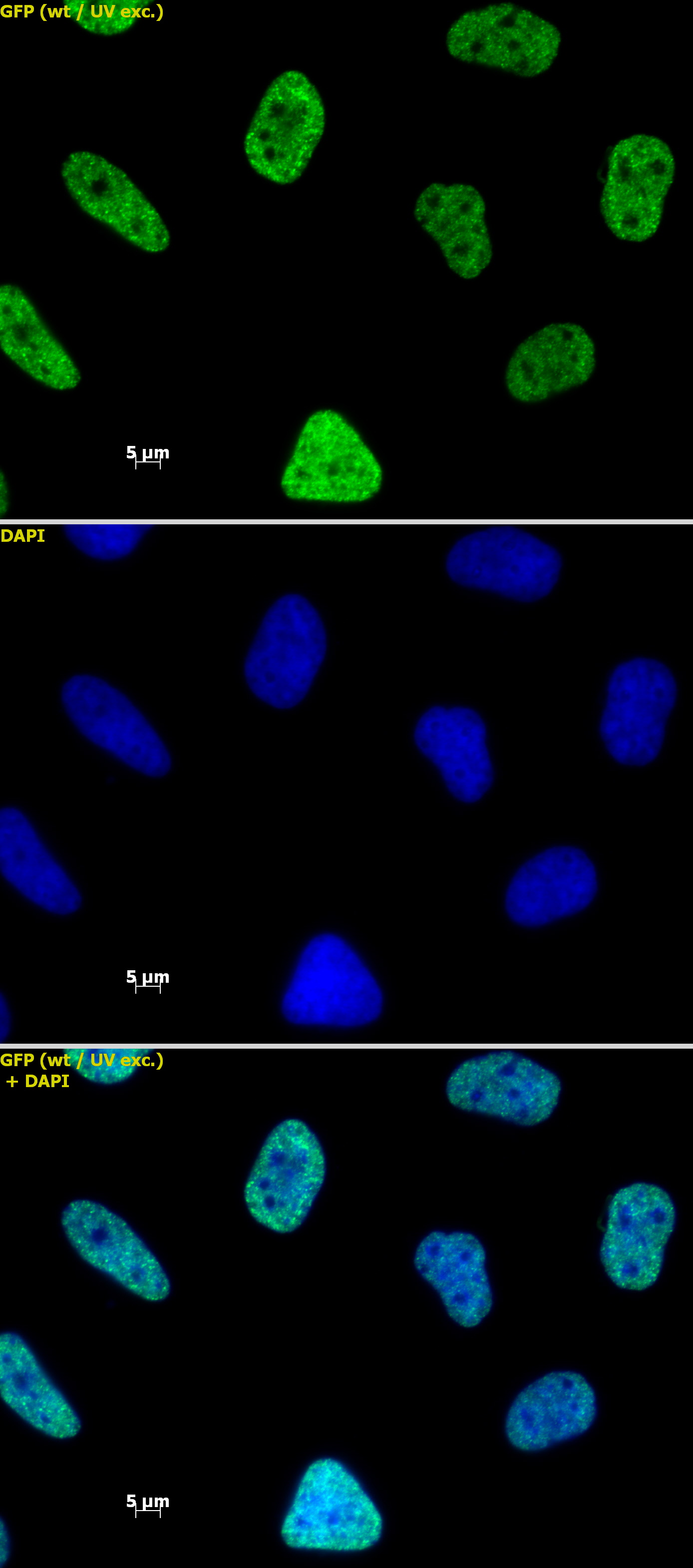 Histone H3K27ac antibody (mAb) tested by immunofluorescence.