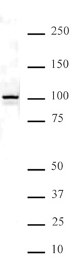 NFκB p100 antibody (pAb) tested by Western blot.