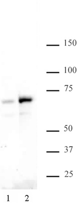 NFκB p65 phospho Ser529 antibody (pAb) tested by Western blot.