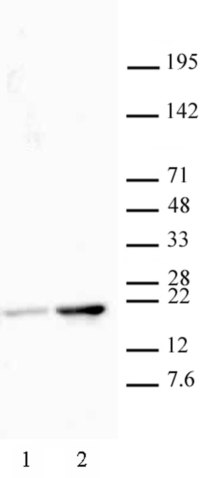 Histone H3K18ac antibody (pAb) tested by Western blot.