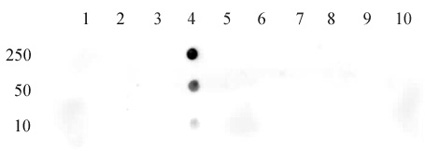 Histone H3K18ac antibody (pAb) tested by dot blot analysis.