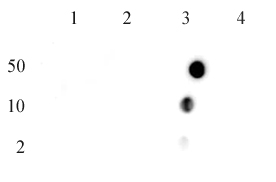 Histone H4R3me2a (asymmetric) antibody (pAb) tested by dot blot analysis.