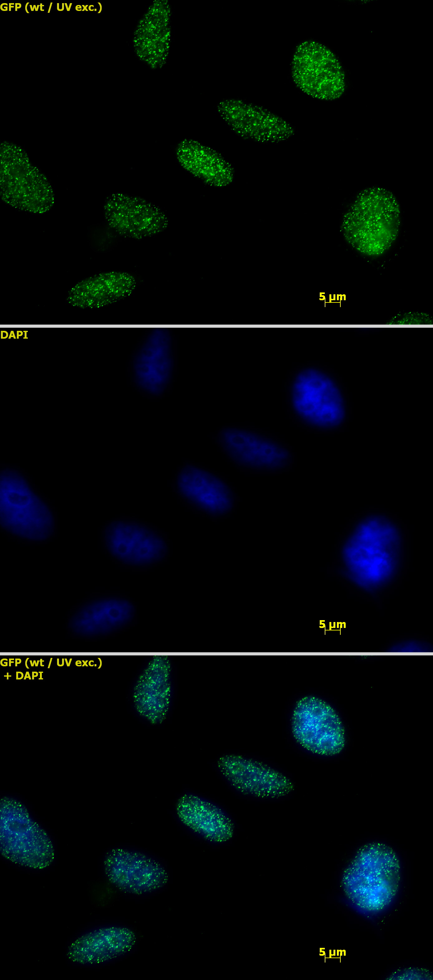 Histone H1 antibody (pAb) tested by immunofluorescence.