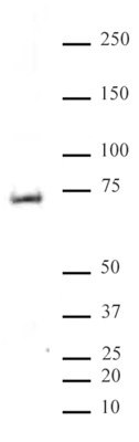 MeCP2 phospho Ser80 antibody (pAb) tested by Western blot.