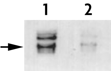 Histone H3T45ph antibody (pAb) tested by Western blot.
