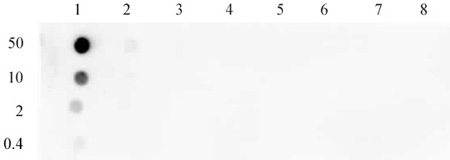 Histone H3T45ph antibody (pAb) tested by dot blot analysis.